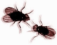 Ordinanza per la lotta contro le infestazioni da mosche ed altri insetti infestanti